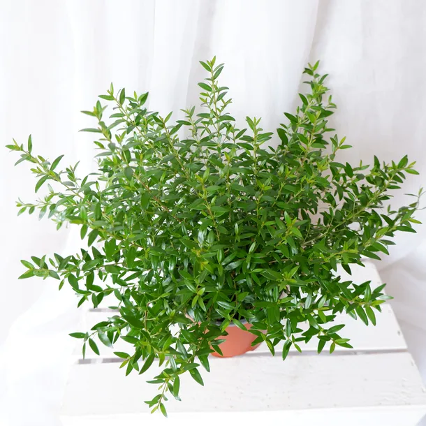 mirt-myrtus-communis-don-13cm-rodzaj-rosliny-rosliny-zielone-odmiana-mirt