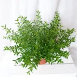 mirt-myrtus-communis-don-13cm-rodzaj-rosliny-rosliny-zielone-odmiana-mirt