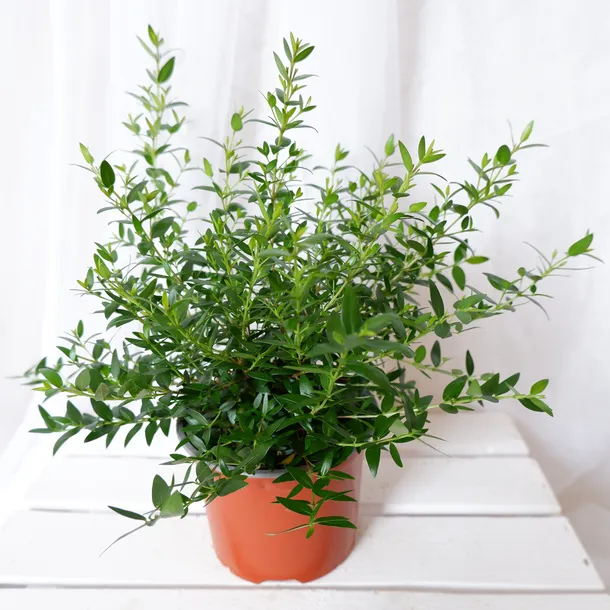 mirt-myrtus-communis-don-13cm-rodzaj-rosliny-rosliny-zielone-numer-paszportu-sekcja-c-24024644am