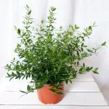 mirt-myrtus-communis-don-13cm-rodzaj-rosliny-rosliny-zielone-numer-paszportu-sekcja-c-24024644am