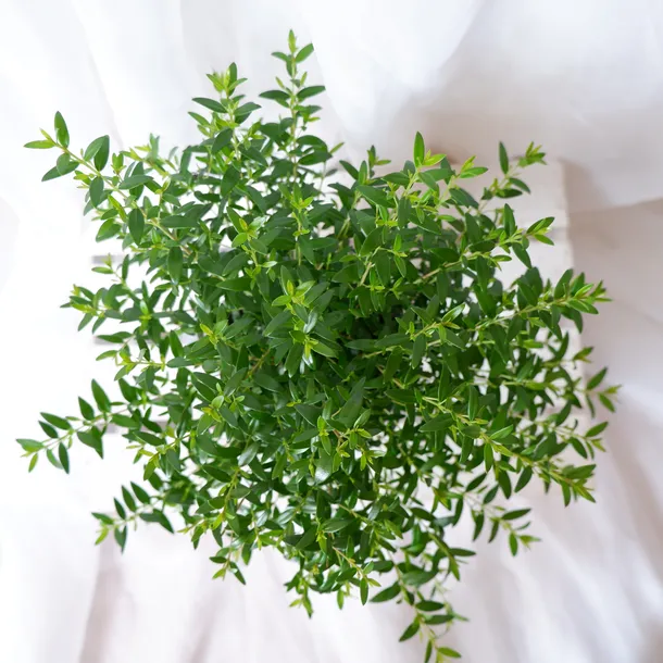 mirt-myrtus-communis-don-13cm-rodzaj-rosliny-rosliny-zielone-nazwa-lacinska-myrtus-communis