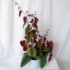 cisus-discolor-cissus-don-13cm
