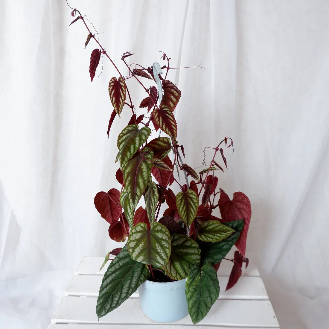 cisus-discolor-cissus-don-13cm-rodzaj-rosliny-rosliny-zielone