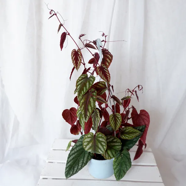 cisus-discolor-cissus-don-13cm-rodzaj-rosliny-rosliny-zielone