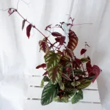 cisus-discolor-cissus-don-13cm-waga-z-opakowaniem-1-kg