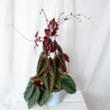 cisus-discolor-cissus-don-13cm-roslina-w-postaci-sadzonka-w-pojemniku-05-1l