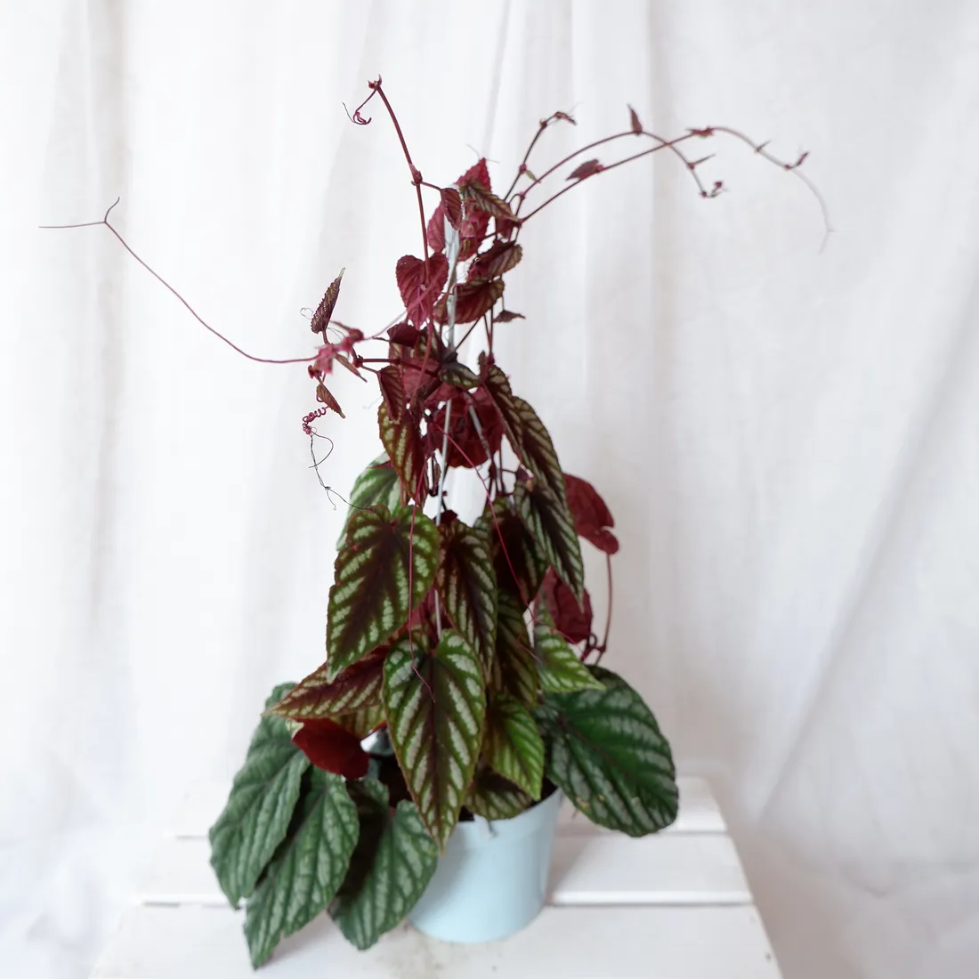 cisus-discolor-cissus-don-13cm