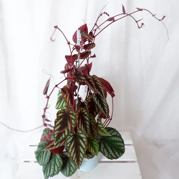 cisus-discolor-cissus-don-13cm-rodzaj-rosliny-rosliny-zielone-roslina-w-postaci-sadzonka-w-pojemniku-05-1l