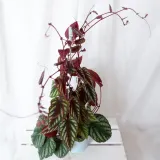 cisus-discolor-cissus-don-13cm-rodzaj-rosliny-rosliny-zielone-roslina-w-postaci-sadzonka-w-pojemniku-05-1l