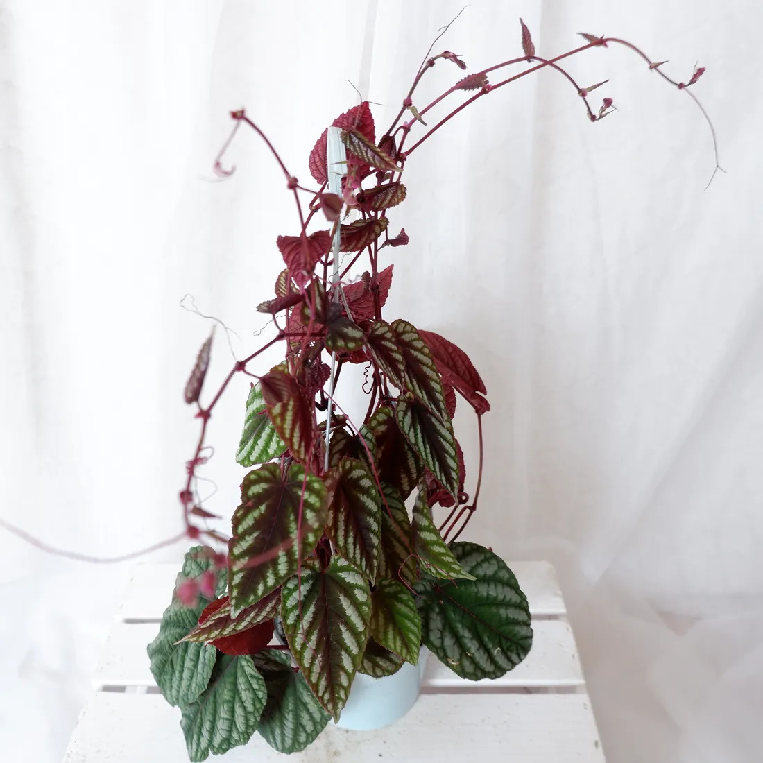 cisus-discolor-cissus-don-13cm