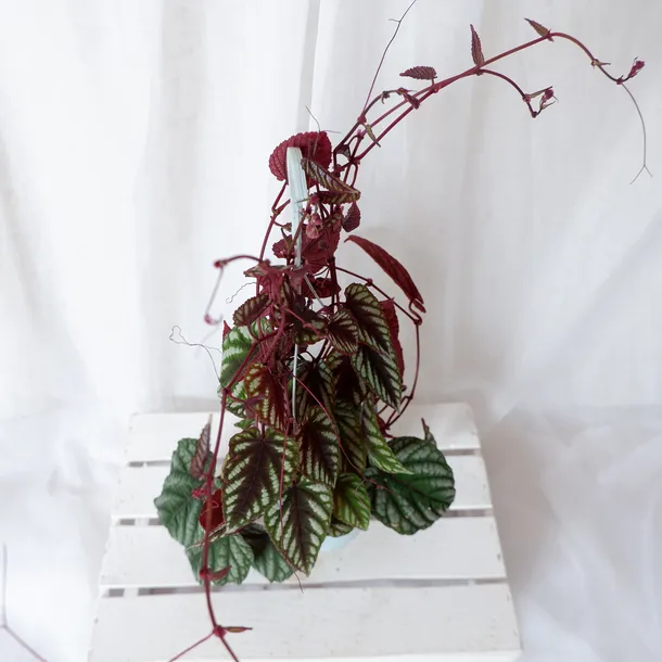cisus-discolor-cissus-don-13cm-waga-z-opakowaniem-1-kg-rodzaj-rosliny-rosliny-zielone