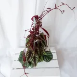 cisus-discolor-cissus-don-13cm-waga-z-opakowaniem-1-kg-rodzaj-rosliny-rosliny-zielone