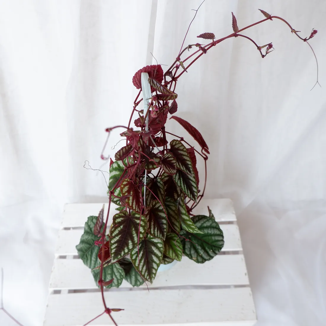 cisus-discolor-cissus-don-13cm-rodzaj-rosliny-rosliny-zielone
