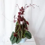 cisus-discolor-cissus-don-13cm-waga-z-opakowaniem-1-kg-roslina-w-postaci-sadzonka-w-pojemniku-05-1l