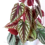 cisus-discolor-cissus-don-13cm-rodzaj-rosliny-rosliny-zielone-waga-z-opakowaniem-1-kg-roslina-w-postaci-sadzonka-w-pojemniku-05-1l