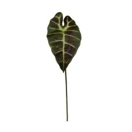 alokazja-zielono-brazowa-lisc-60cm-premium