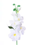 ostrozka-biala-galazka-42cm