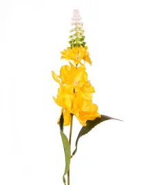 lewkonia-zolta-galazka-60cm