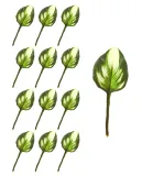 hosta-funkia-lisc-12-sztuk