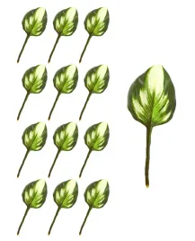 hosta-funkia-lisc-12-sztuk