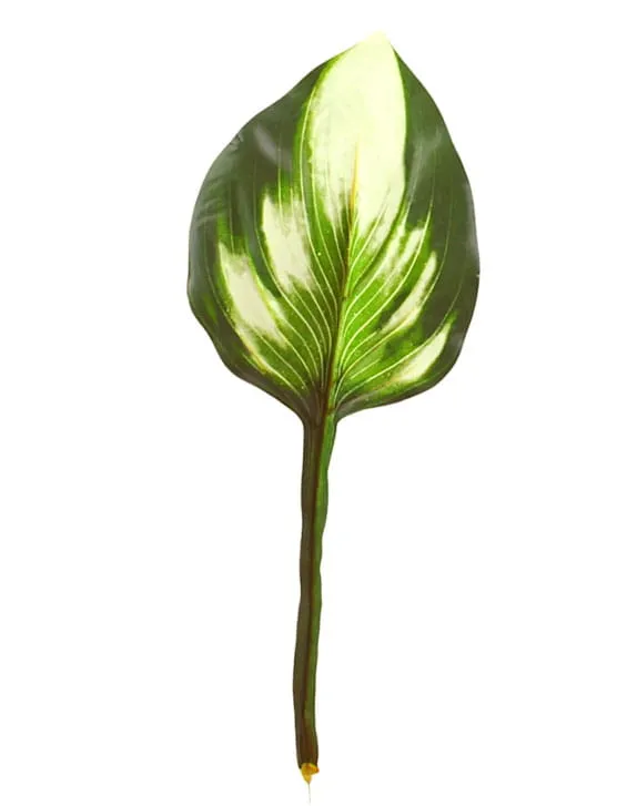 hosta-funkia-lisc-12-sztuk