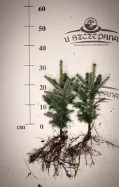 jodla-frasera-3040-cm-abies-fraseri-szkolkowana-sadzonka