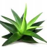 lr-aloe-vera-odprezajacy-roll-on-cbd-do-masazu-ulga-dla-miesni-stawow-50ml-stan-nowy