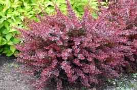 berberys-thunberga-harlequin-10-30cm-fioletowa-pieknosc