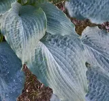 funkia-diamond-lake-hosta-sieboldiana