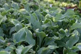 funkia-diamond-lake-hosta-sieboldiana-styl-ogrod-nowoczesny