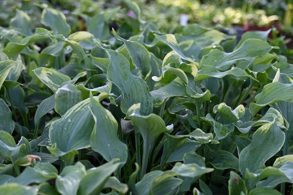 funkia-diamond-lake-hosta-sieboldiana-rodzaj-rosliny-inny