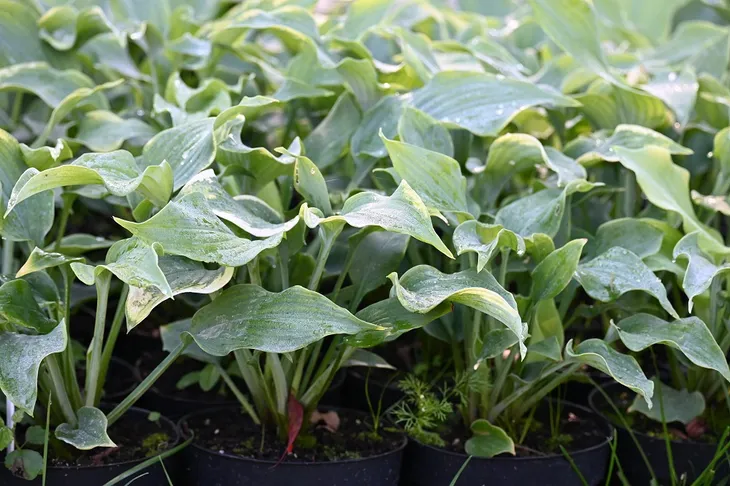 funkia-diamond-lake-hosta-sieboldiana-cykl-rozwojowy-rosliny-wieloletnia