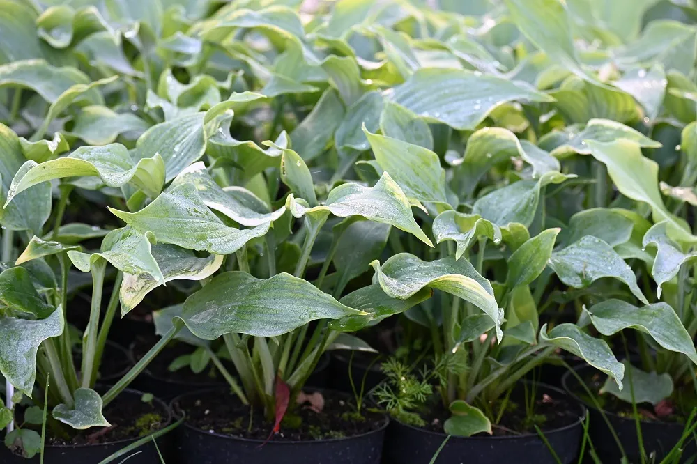 funkia-diamond-lake-hosta-sieboldiana