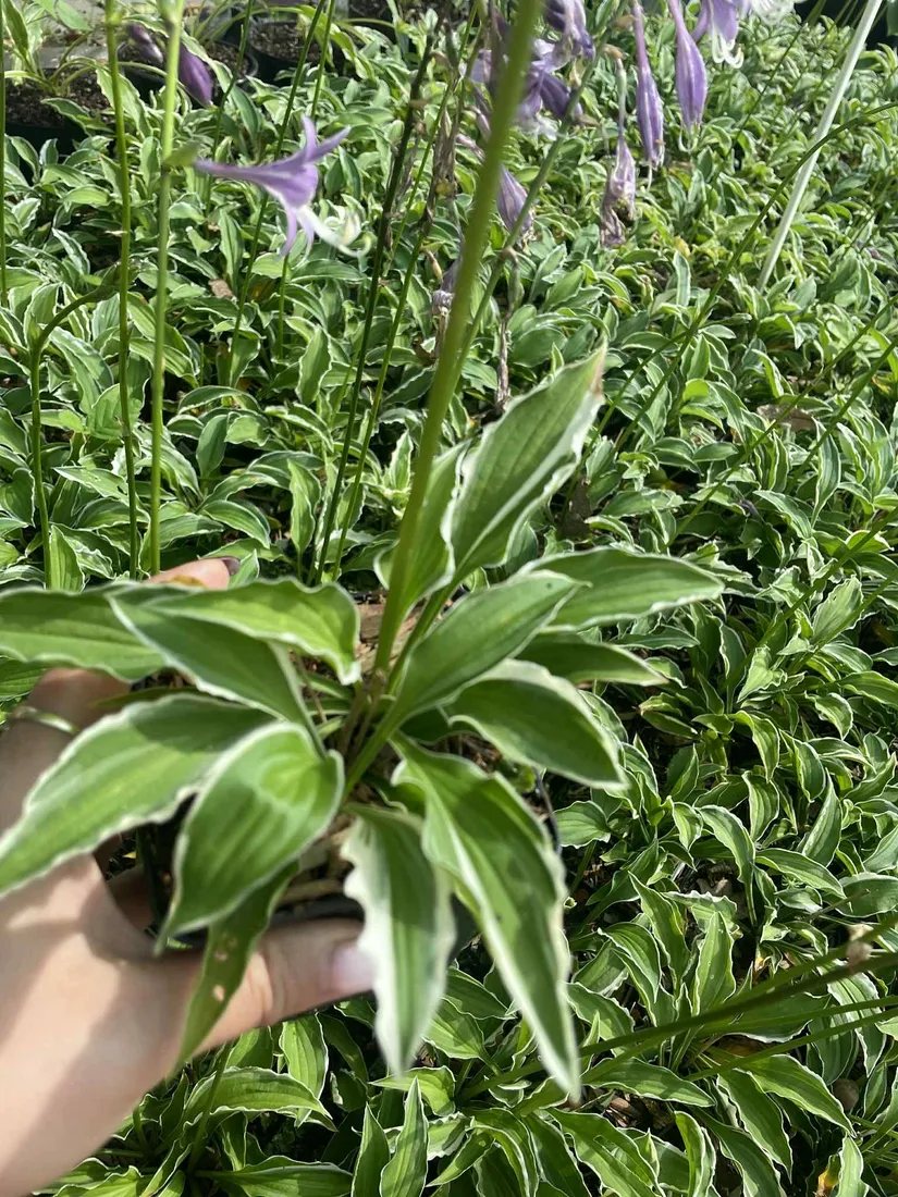 funkia-hosta-miniaturka-mix-do-ogrodu