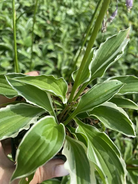 funkia-hosta-miniaturka-mix-do-ogrodu-kolor-kwiatow-fioletowe