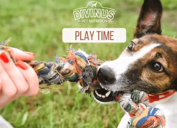 divinus-karma-sucha-kurczak-20-kg-marka-divinus-rodzaj-karmy-wysokobialkowa