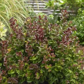 kiscien-twisting-red-20-40cm-wyjatkowy-krzew