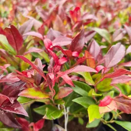 kiscien-red-lips-20-40cm-wyjatkowy-krzew