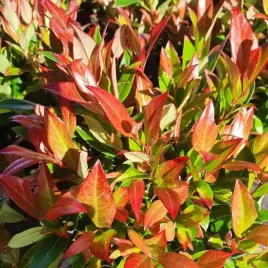 kiscien-scarletta-zeblid-20-40cm-wyjatkowy-krzew