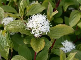 deren-bialy-sibirica-20-40cm-wyjatkowy-krzew