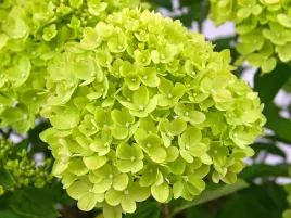 hortensja-bukietowa-little-lime-niska-zielonkawa-p9