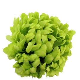 chryzantema-wyr-lemon-6-szt