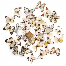 naklejki-pet-motyle-40-szt-blackandwhite-dalprint