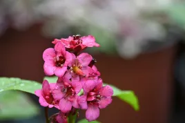 bergenia-vintage-pink-bergenia-x-hybrida