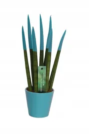 sansevieria-sansewieria-velvet-touchz-turkusowa-doniczka-33-cm