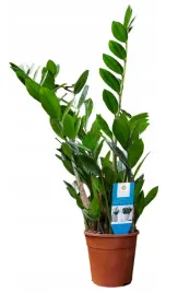 zamiokulkas-zamiolistny-zamioculcas-zamiifolia-55cm-nowosc