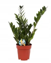 zamiokulkas-zamiolistny-zamioculcas-zamiifolia-ok-55-cm