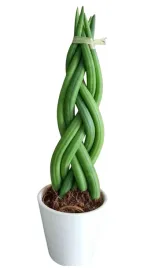 sansevieria-sansewieria-warkocz-cylindrica-twist-doniczka-30cm