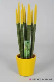 sansevieria-sansewieria-velvet-touchz-zolta-doniczka-33-cm