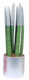 sansevieria-sansewieria-brokat-srebrna-ozdobna-doniczka-ozdobna